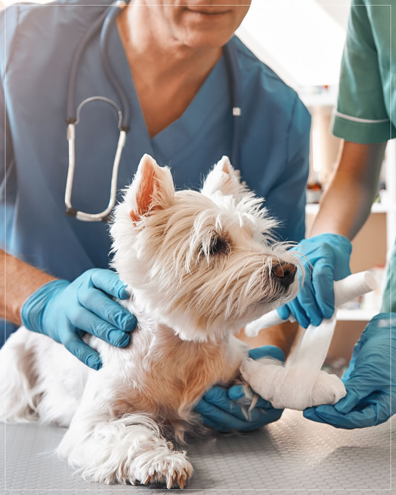 Veterinários na Vila Nova Cachoeirinha, São Paulo – O Melhor da Cachoeirinha